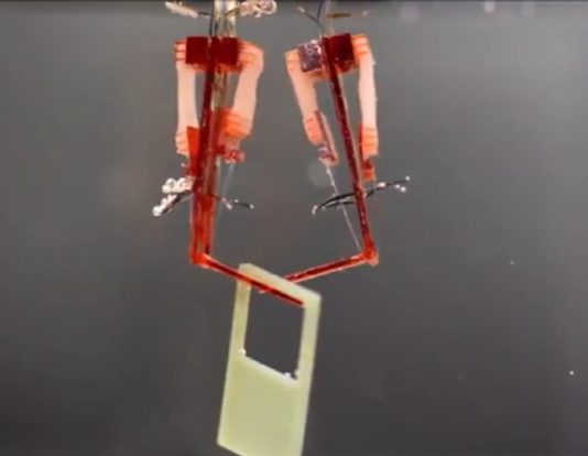 생체근육 탑재 ‘바이오 하이브리드 로봇’ 개발