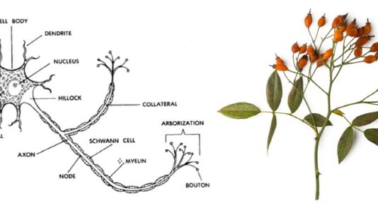 새로운 뇌세포… ‘로즈힙 뉴런’ 발견