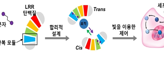 빛으로 켰다 껐다하는 단백질 개발