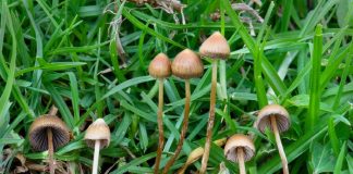 FDA, 환각버섯 ‘실로시빈’ 혁신 치료제 승인