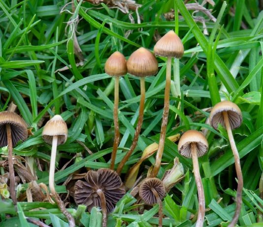 FDA, 환각버섯 ‘실로시빈’ 혁신 치료제 승인