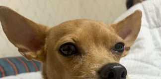 “개 나이 인간 나이 환산 새로운 공식 나왔다”