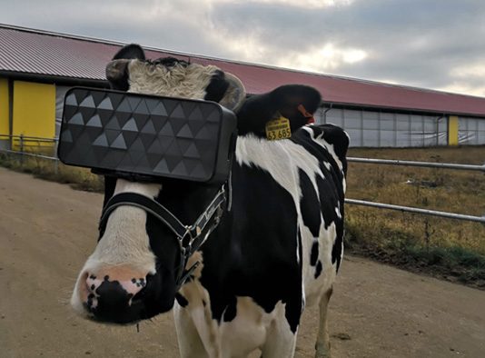 젓소에 VR 헤드셋 씌워 우유생산 증가 실험