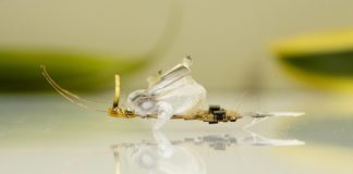 파리채로 힘껏 쳐도 죽지 않는 ‘파리 로봇’ 개발