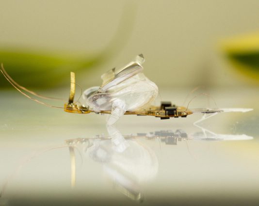 파리채로 힘껏 쳐도 죽지 않는 ‘파리 로봇’ 개발