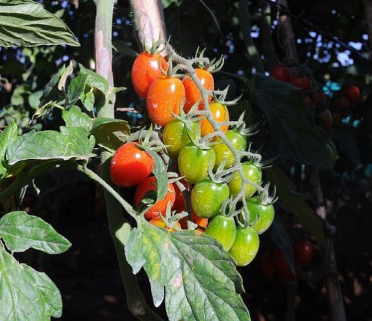 식물도 스트레스 받으면 ‘비명’을 지른다