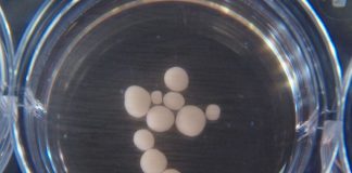 피부세포서 배양한 뇌, 인간 태아 뇌파 방출