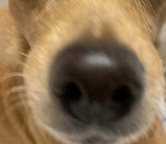 식도암 사전 발견 ‘전자 코’ 개발