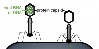 생물에 가까운 바이러스 존재한다?