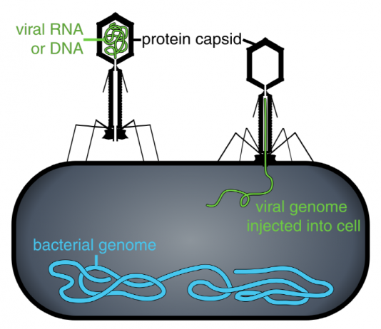 생물에 가까운 바이러스 존재한다?