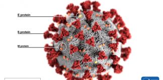 “코로나 후유증 세로토닌 고갈과 관련 있다”