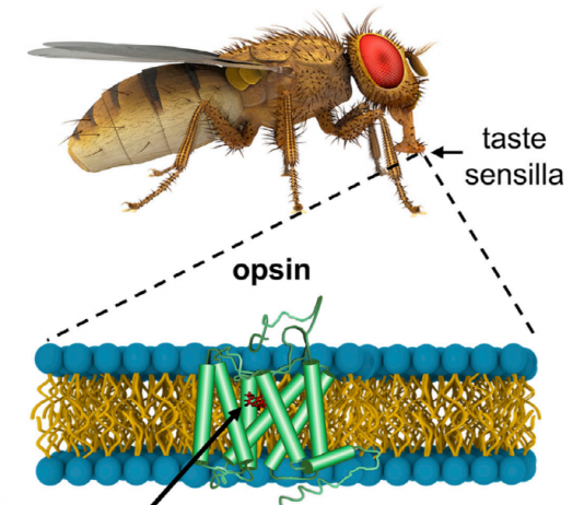 눈으로 맛을 감지할 수 있다?