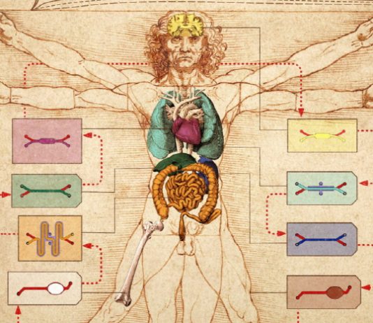 ‘장기 인공칩’ 다중 결합으로 인체 전체 모방