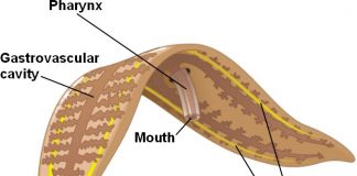 “플라나리아 줄기세포 죽음까지 지연시켜”