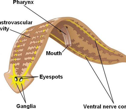 “플라나리아 줄기세포 죽음까지 지연시켜”