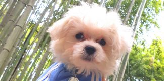 “강아지도 사춘기 있다”