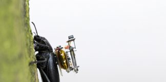 곤충 등에 실은 초소형 카메라 실시간 전송