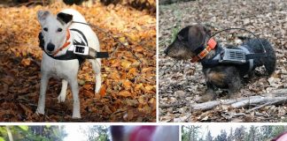 개는 지구 자기장 이용해 방향 잡는다