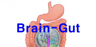 장 세균, 장-뇌 연결 뉴런에 영향…“장 운동도 제어”