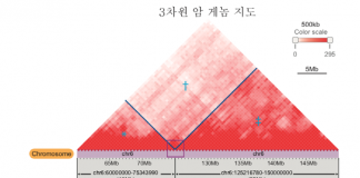 세계 최대 규모의 3차원 암 게놈 지도 구축