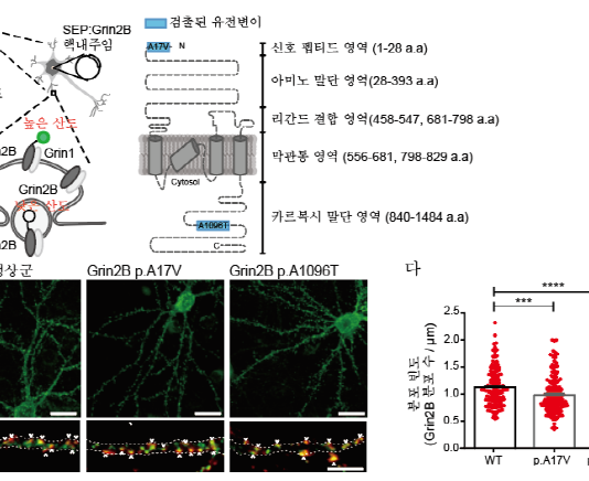조현병 발병 ‘체성 유전변이’가 원인