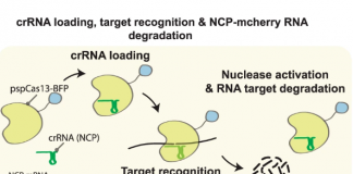 유전자가위 CRISPR, “코로나 바이러스 복제 차단”
