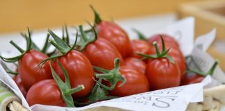 일본, 유전자가위 토마토 출시…”국내 정책 참고 사례”