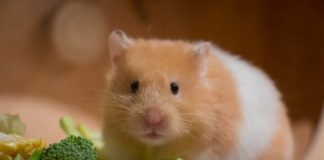 유전자 편집 기술로 사회 행동도 바꿀 수 있다?