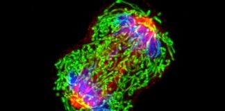 ‘저항성 전분’, 유전성 암 예방 60% 이상