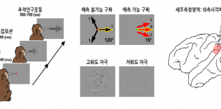 사전예측이 감각운동 높이는 신경기전 밝혀져