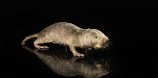 벌거숭이두더지쥐의 장수 유전자로 생쥐 수명 연장