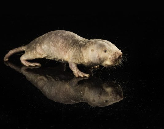 벌거숭이두더지쥐의 장수 유전자로 생쥐 수명 연장