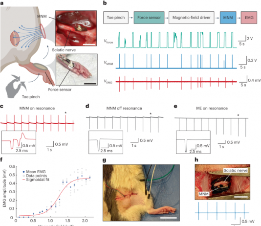 끊어진 신경 다시 연결하는 물질 개발 성공