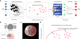 인간 뇌조직으로 컴퓨터 구축 성공