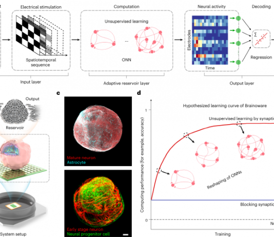 인간 뇌조직으로 컴퓨터 구축 성공