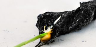 식물 뿌리 전기자극 주면 50% 성장 촉진