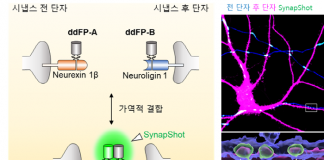 시냅스 형성과 소멸 실시간 관찰
