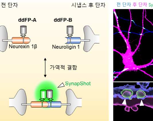 시냅스 형성과 소멸 실시간 관찰